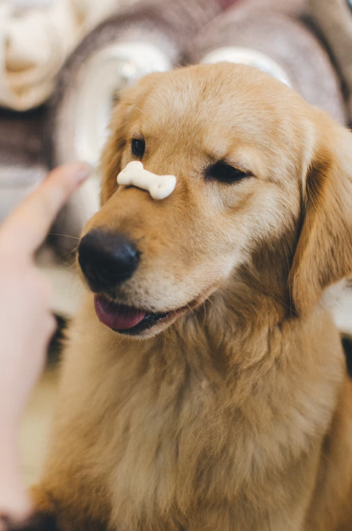dog with treat on nose